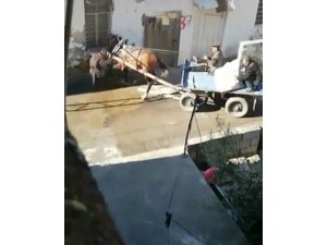 Adana’da Pitbull Dehşeti