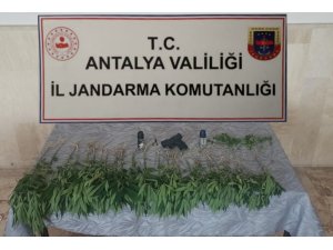 Bahçesinde kenevir eken şahıs, düzenlenen operasyonla gözaltına alındı