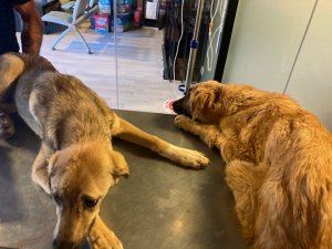 Başkent’te Zehirlenen 6 Köpekten 2’si Telef Oldu