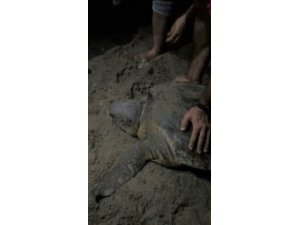 Boynuna ip dolanan caretta caretta’yı cam parçası ile kurtardılar