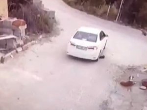 Sürücünün Göz Göre Göre Köpeğin Üzerinden Geçtiği Anlar Kamerada