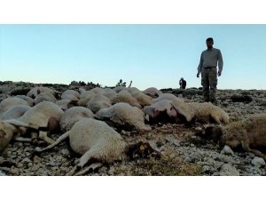 Kahramanmaraş’ta Yıldırım Düştü 86 Koyun Telef Oldu