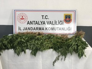 Gazipaşa’da 50 kök kenevir ele geçirildi: 1 gözaltı