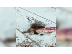 Adana’da Bir Köpek Bıçaklanarak Öldürülmüş Halde Bulundu
