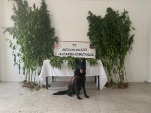 Gazipaşa’da uyuşturucu operasyonu: 1 gözaltı