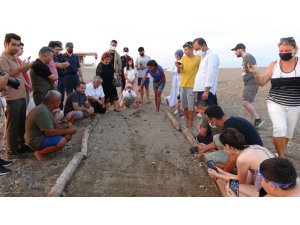 Manavgat’ta sezonun ilk Caretta Caretta yavruları denizle buluştu