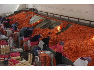 Konya’da Üretilen Havuçlar Dünya Pazarlarına Gönderiliyor