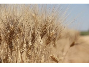 Buğday Rekoltesinde Büyük Düşüş