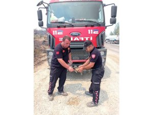 Bucak İ̇tfaiyesi’nden Alevlerin Arasında Kalan Kaplumbağaya Hayat Suyu