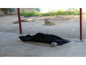 Sokak Köpeği Boğulan Gencin Başından Ayrılmadı
