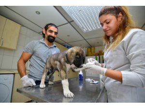 Yangından kurtarılan ve oksijen desteği sağlanan sokak hayvanları sahiplendirilecek