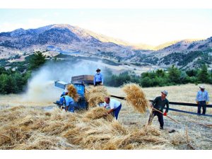 Göksun’da Ekinler Biçilmeye Başladı
