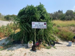 Hatay’da 489 Kök Kenevir İle 6 Kilo 790 Gram Esrar Ele Geçirildi