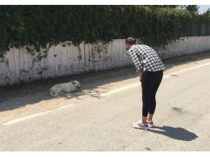 Sokak Köpeğinin Yaralarını Site Sakinleri Sarıyor