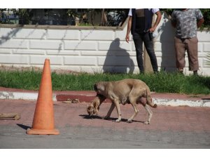 Anne köpeğin ölü yavrusunu taşıması duygulandırdı