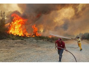 Yanan ormanlar için 1 milyon fidan bağışı