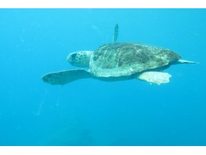 Caretta caretta ısırmaları bir hafta içinde bitecek