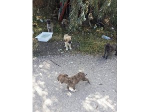 30’a yakın yavru köpeği yol kenarına bırakıp kaçtılar