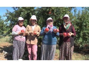 Kırmızı nar cennetinde hasat başladı