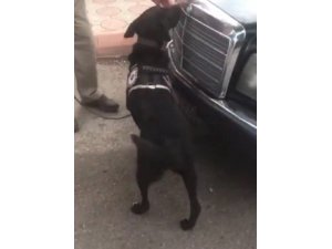 Otomobile gizlenen uyuşturucuyu narkotik köpeği Athena buldu