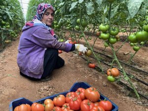 Antalya’daki seralarda domates hasadı başladı