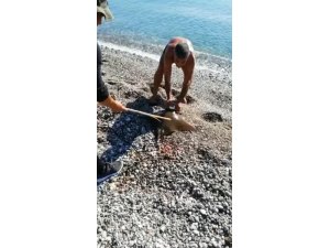 Antalya’da balık tutan bir kişinin oltasına vatoz balığı takıldı