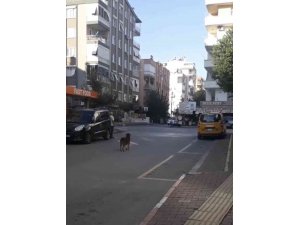 Saygı duruşunda yerinden bir an olsun kıpırdamayan köpek, görenleri duygulandırdı