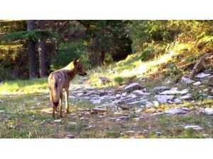 Akdeniz’in yaban hayatı fotokapan görüntülerine yansıdı