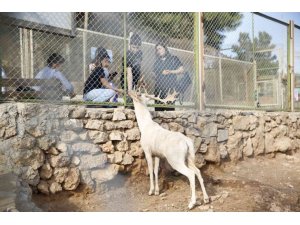 Antalya Hayvanat Bahçesi’nde ara tatil yoğunluğu