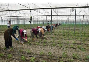 Örtü altı tarımın üssü Antalya’da son 5 yılda çiftçi sayısı 20 bin arttı