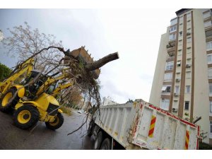 Muratpaşa’da devrilen 170 ağaca müdahale