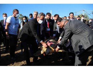 Bakan Kurum ve Özer tedavisi tamamlanan 2 caretta carettayı denize bıraktı