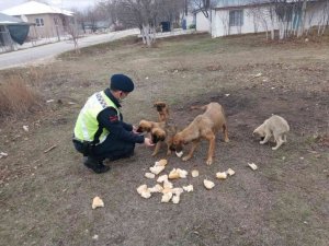 Ormana bırakılan sokak köpeklerine jandarma sahip çıktı