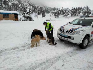 Kar yağışında etkilenen hayvanların yardımına jandarma koştu