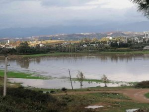 Manavgat’ta su basan ekili arazileri su kuşları istila etti