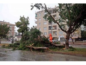 Antalya kent merkezine dolu yağdı rüzgara dayanamayan ağaç yola devrildi