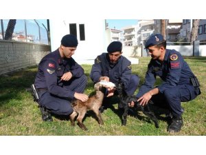 Oğlakları jandarma biberonla besliyor