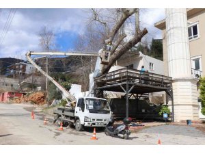 Alanya Belediyesi doğa mirası ağaçları unutmadı