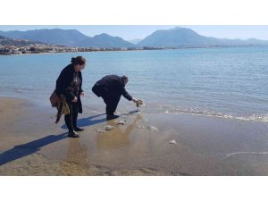 Alanya’da sahile vuran deniz analarını kurtarma mücadelesi