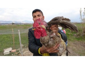 Sahibinin kesmeye kalktığı horoz ’Anne’ diye bağırmaya başlayınca kesilmekten kurtuldu