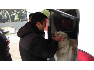 Çalınan köpeğine 2 hafta sonra kavuştu