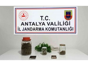 Yasadışı kenevir üretimine jandarma baskını: 1 gözaltı