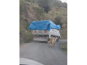 Köpeğini zincirle kamyonuna bağlayıp yolculuk yaptı