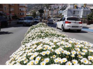 630 bin çiçekle Alanya rengarenk olacak