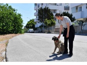 Dere yatağında mahsur kalan köpekleri Konyaaltı Belediyesi kurtardı