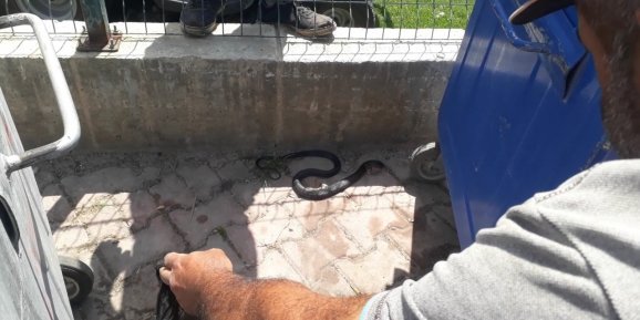 Sahile yakın bölgedeki yılan kurtarılıp doğaya bırakıldı