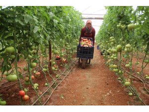 Antalya’da serada 40 dereceye yaklaşan sıcaklıkta domates hasadı