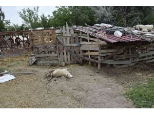 Burdur’da sokak köpekleri koyunlara saldırdı, vatandaş isyan etti