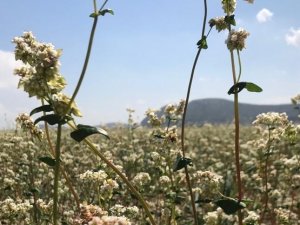 Yayla'nın Susuz Köyleri için Karabuğday