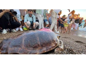 Caretta caretta ’Lara Barış’ın 600 kilometrelik yolculuğunu 29 bin kişi görüntüledi